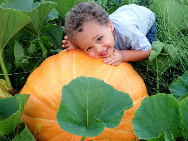 Pumpkins