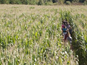 corn maze