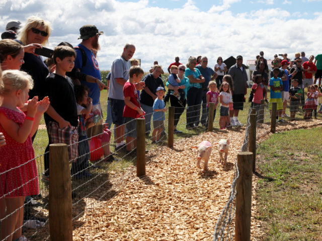 Pig Races