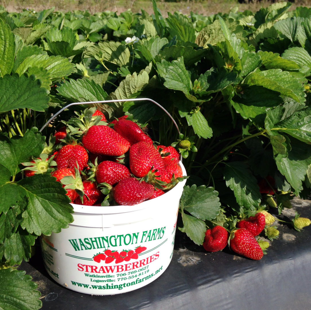 Fresh Strawberries