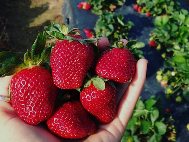 Hand Picked Strawberries