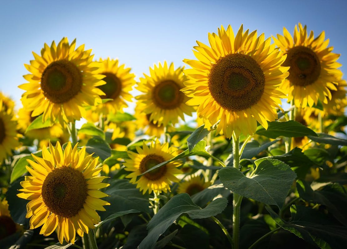 Sunflowers