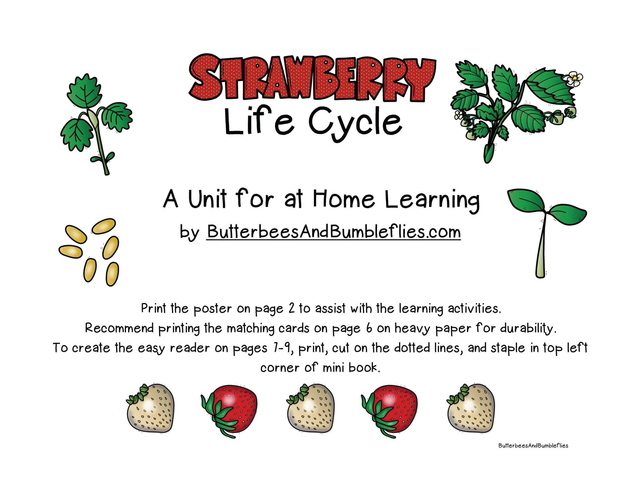 Strawberry Life Cycle Unit for Home Learning image preview