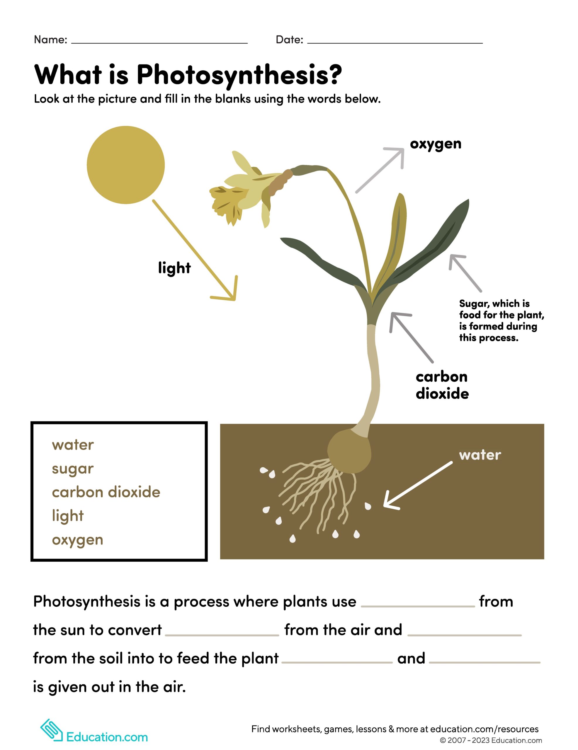 What is photosynthesis worksheet image
